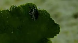 Costasiella Kuroshimae AKA The Sheep in Redang Island