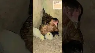 DD Farming #poultry #poultryfarming