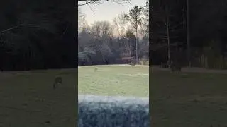 Fall Rut Action ~ Ready for Season! #deer #whitetail #habitat #elk #viral #subscribe