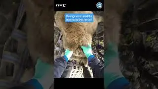 Bears Rescued After 14 Years in Filth