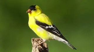 Back Yard Birds 6 4 2023