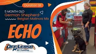 Echo~5mo German Shepherd- Belgian Malinois  Mix ~ Best Shepherd Trainers ~ OLK9 Training Phx