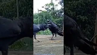 WAKE UP to the Craziest Crow Sounds!