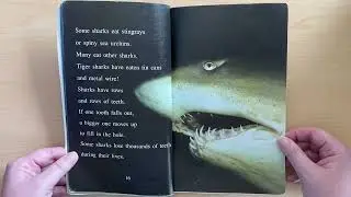 Amazing Sharks!