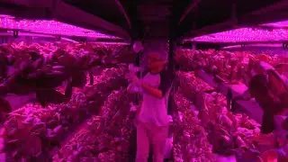 Food on Mars: Company hopes technology can bring produce to red planet
