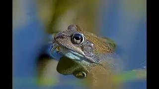 FROG SYMPHONY