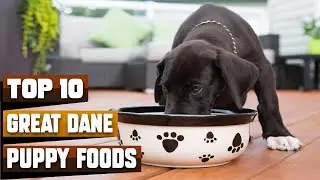 Best Foods for Great Dane Puppies in 2026 (Top 10 Picks)