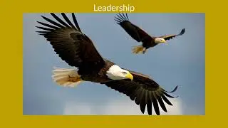 Eagle Spirit Animal