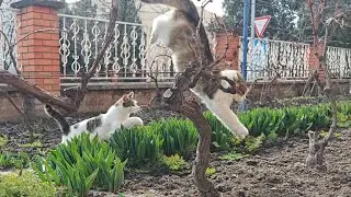 Cats Pouncing and Bouncing: Hilarious Feline Adventures!