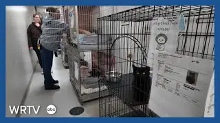 Hendricks County Animal Shelter faces heat outages, leadership changes