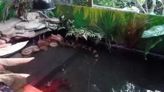 Building my Schneider's Dwarf Caiman's new pond.mp4