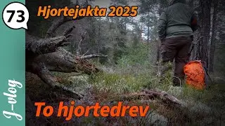 Red Deer driven hunts x 2 | Hunting vlog 73