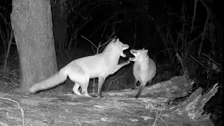 Extremely Rare Footage of Red Foxes at Night - Watch Till the End! (4K) 🦊🦊‼️
