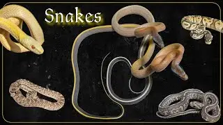 Living with all these Snakes 