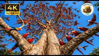 Relaxing Walk In The Amazon: Monkeys, Harpy Eagles & The Giant Kapok Tree #wildlife #amazone