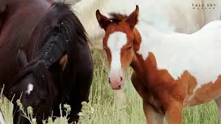 Wildlife Spotting: Wild Horses of Steen's Mountain, Oregon 