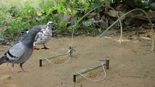 Creative Unique Bird Trap Using Bamboo | Fantastic Easy Bird Trap 