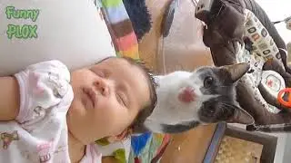 Cats Kissing Babies Cutest Videos - Adorable Compilation ❤️