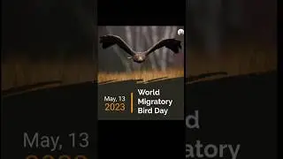 Bird Migratory Day||#ytshorts #shortsfeed #shortvideo #viralshots  #birds #yt #migratorybirds