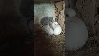 black tail baby pigeon growth