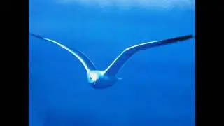 Fabrique - Birds Cry