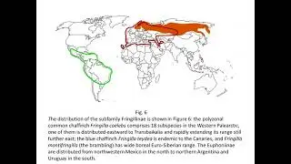 Boris Korotyaev - The distribution of the weevil genera Orobitis and Parorobitis