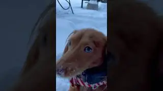 More snow shenanigans #milliemondays #wrigleywednesdays #pup #pups #puppy #puppies #dog  #dachshund