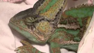 Sleeping Veiled Chameleon