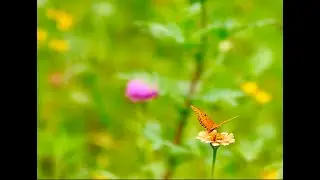 Flower Ambient 1