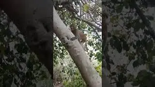 monkey jumping in tree /monkey video /bander video