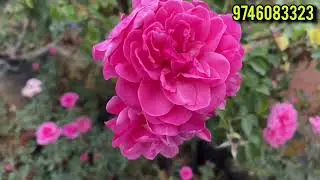 10 rose വെറും 500 രൂപയ്ക്കു #rose #roses #roselover #gardening #plantlover