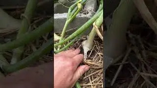 When to harvest onions