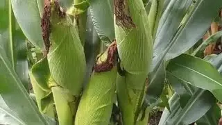 Maize irrigation farming during a very hot weather in Northeast Nigeria.