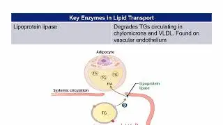 Key enzymes in lipid transport