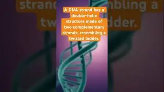 DNA strand structure