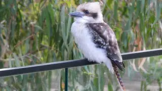 Baby kookaburra reacts to dogs barking with some baby talk.