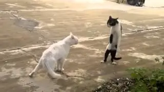 猫の喧嘩 #cau #funny