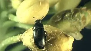 The action of Avaunt&reg; on pollen beetle