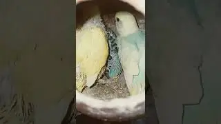 budgies chicks playing #yellowbudgiebird #featheredpets #budgieschicks #trendingshorts