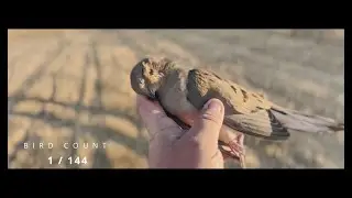 EA WA Dove Hunt - Did We Bring Enough Shells?!