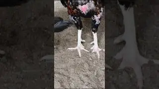 Rate This Rooster Beauty #roosterfarm #youtubeshorts #shorts #aseelmurga #birds #backyardchickens