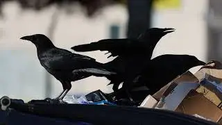Presumed Fish Crow