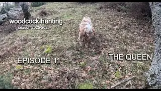 THE QUEEN - EP.11 /&Kappa;&upsilon;&nu;ή&gamma;&iota; &Mu;&pi;&epsilon;&kappa;ά&tau;&sigma;&alpha;&sigmaf; /Woodcock Hunting /Caccia alla Beccaccia /&Ccedil;ulluk Avı [2025-2026]
