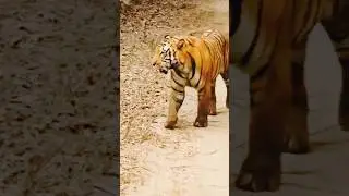 Pilibhit Tiger Reserve||Best Tiger sighting in pilibhit National Park||Tiger on the road||#wildlife