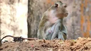 Aprile monkey give release of baby for out from her free, bay jump up to her