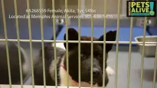 #A268559