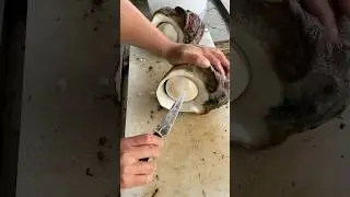 Have you ever seen a Yakougai be de-shelled for eating? 🐚🤷🏽&zwj;♂️ Video: @ishosha.13