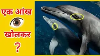 Interesting facts about dolphin 🐬 #shorts