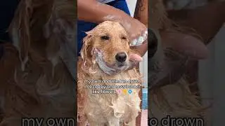 Soap Opera in the Tub #goldenretriever #dog #dogs #puppy #shorts #shortsfeed
