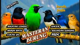 MASTERAN SUPER JERNIH, GACIR DAN NEMBAK ! Sikatan Londo, Cucak Ijo, Murai Batu, Tledekan, Srdc